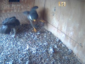 Bula not giving up his breakfast (so why did he bring it to the box?)