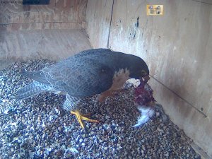 Swift white-winged dinner