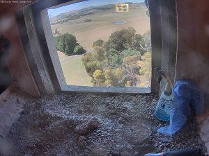 Fly past by concerned falcon