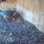 Beau inspecting the remaining two eggs