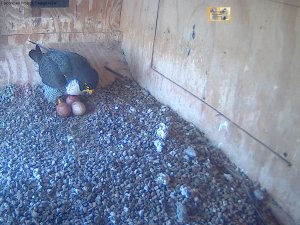 Bula settling onto the three eggs