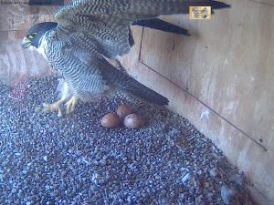 Diamond happy to see her breakfast arrive