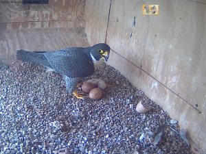 Bula meets his son or daughter