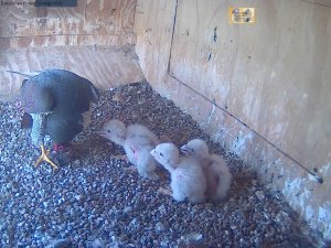 20151015 chicks forced to move to feed 3