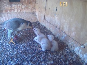 20151015 chicks forced to move to feed 8