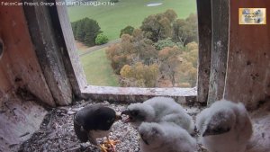 Bula feeding the two 'smaller' chicks