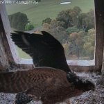 Falcon chick wing structure