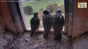 Three on the ledge, day 38