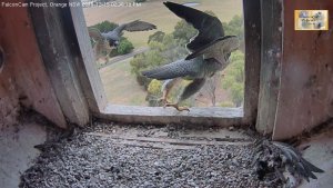 Diamond making way as juvenile approaches box