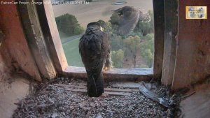 20160105 juv harasses Diamond 2