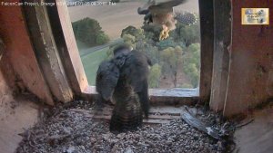 20160105 juv harasses Diamond 3