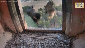 20160105 juv harasses Diamond 4