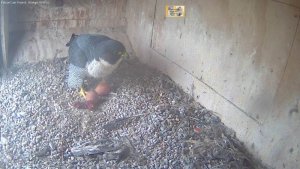 peregrine falcon laying egg
