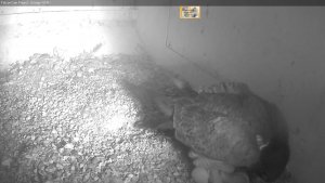 First peregrine chick for 2016