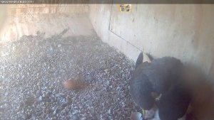 Daylight for the first 2 peregrine chicks