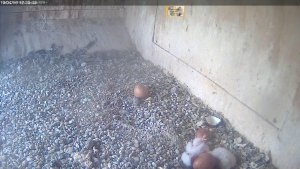 Peregrine falcon chick upside down