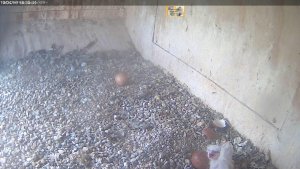 Sleepy and hungry hours-old peregrine chick