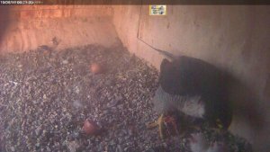 2nd feed for all three chicks