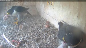 new adult male nicks supper
