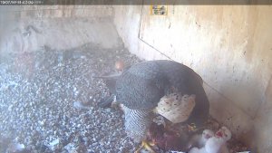 All three feeding on the cockatoo