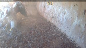 20161104-pigeon-bfast-nest-food-grab-1