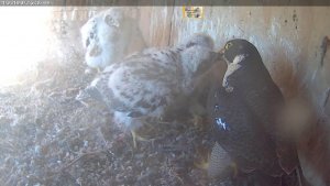 tasty pigeon highly sought after by hungry chicks