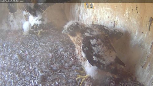 Peregrine chicks 34 days old