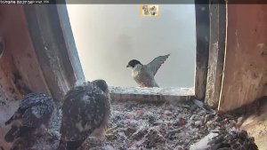 20161110-a-visitor-q-13