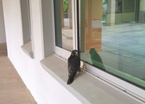 Peregrine fledgling at window