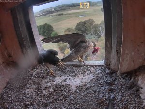 Attentive Beau brings Swift a hot dinner on a sweltering evening