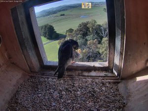 A shadow passes overhead as Beau preens.