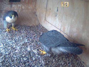 New female on ledge at night - good view of chest