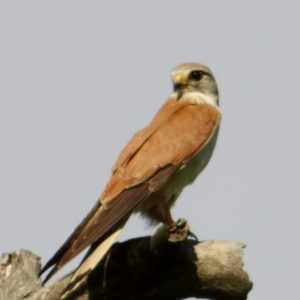 Cheeky kestrels hunting near peregrine roost tree