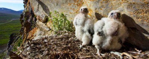 Gyrfalcons, Seaward Peninsula, Alaska