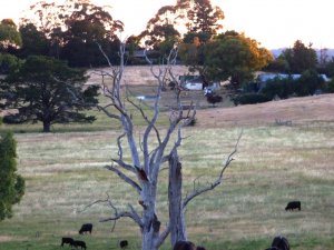 This is the dead tree currently being used by our three youngsters