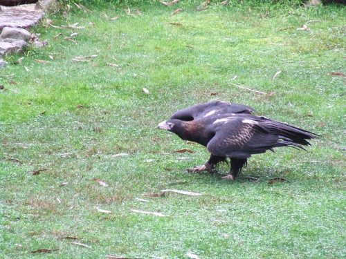 Jess, the wedge-tail eagle