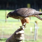 Wingspan, Rotorua NZ