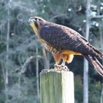 Wingspan, Rotorua NZ