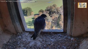 Idle time on the ledge, in HD