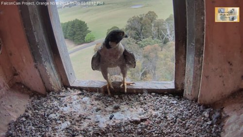 Falconcam2HD-08-11-2013-031212pm