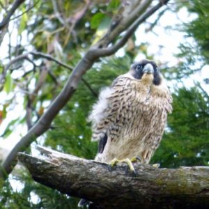 Young female, catching the wind