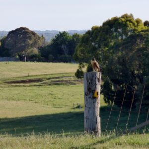 Rubi (?) on fence post