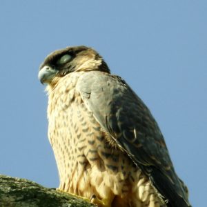 Juvenile snoozing in late afternoon sun