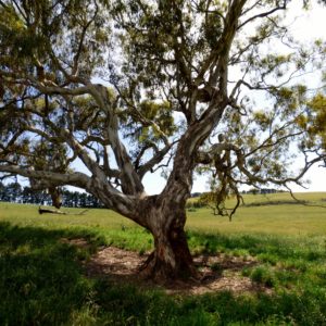 yellow box near roost tree