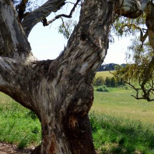 pf-yellow-box-bark-1024x1024