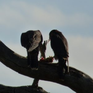 Vim sharing with his sister