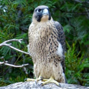 Juvenile female in roost tree