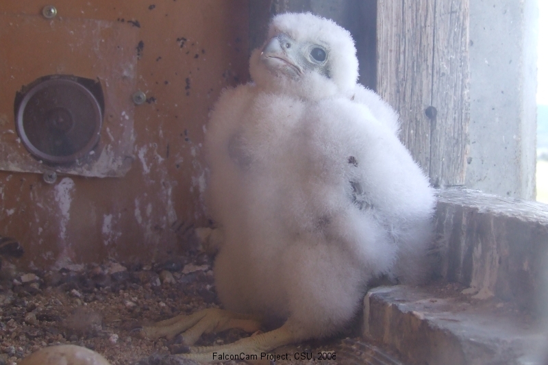 Day 19 and turning into quite a peregrine !