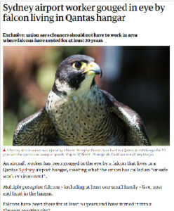 Peregrine falcon attack in Sydney