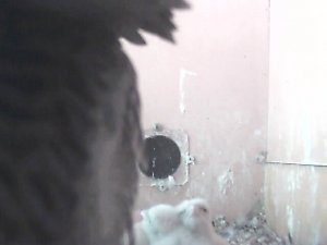 First two chicks appear